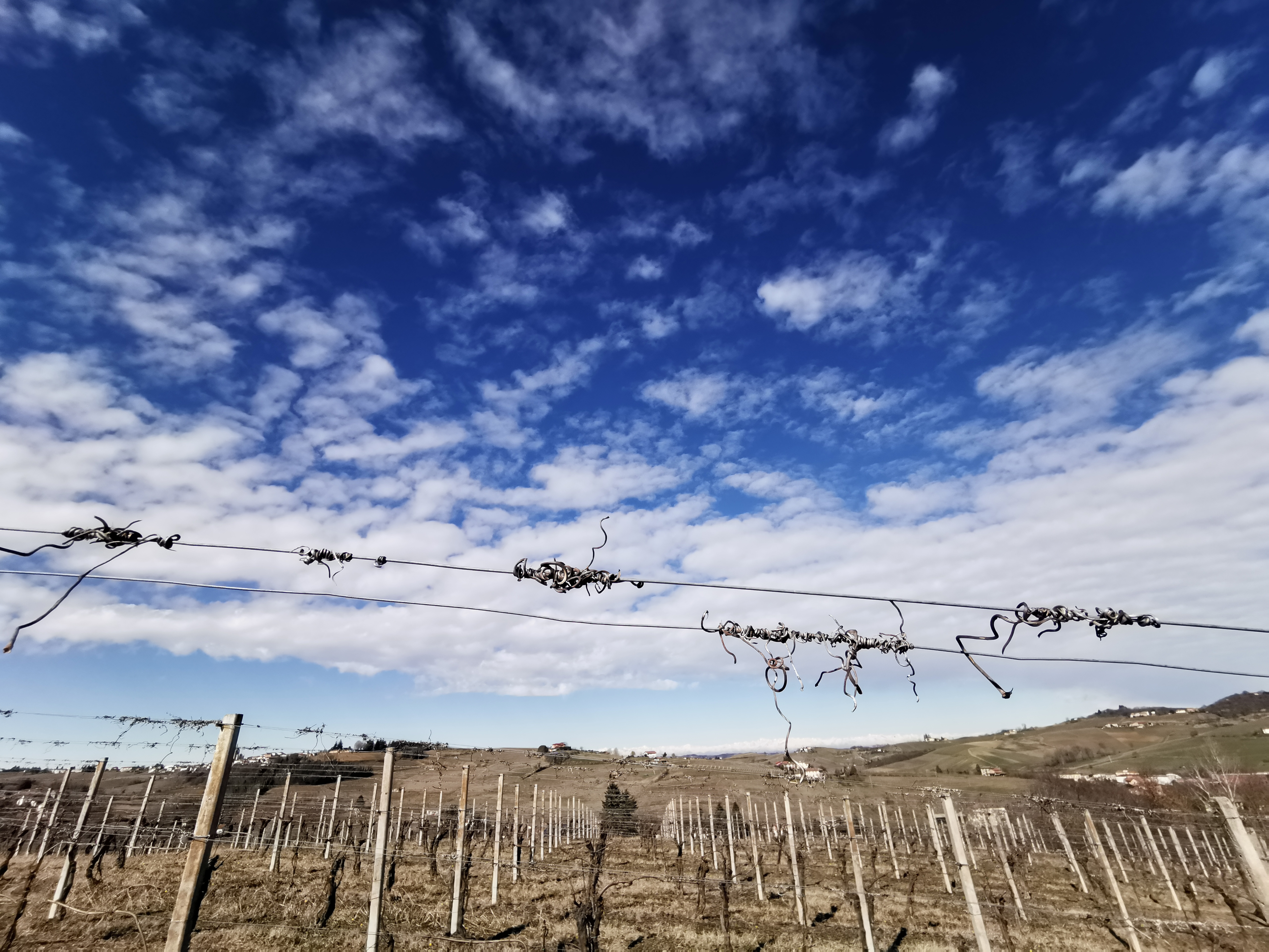 Primavera 2020, le vigne del Brachetto si risvegliano. la lezione della natura: dopo qualsiasi inverno arriva la rinascita. Sempre